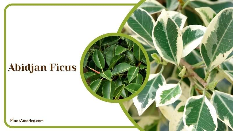 Tropical Abidjan Ficus Tree Plant America Tropical Abidjan Ficus Tree Plant America