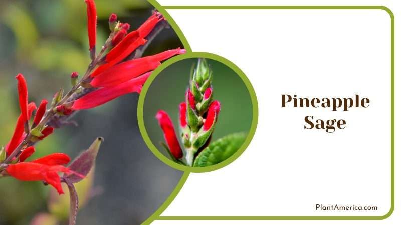 Tropical Flavor of Pineapple Sage Plant America