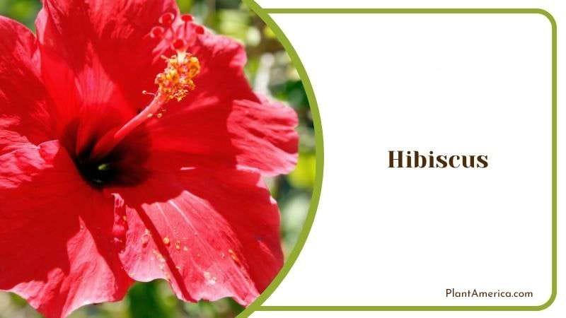 Tropical Hibiscus Plant to Grow Plant America
