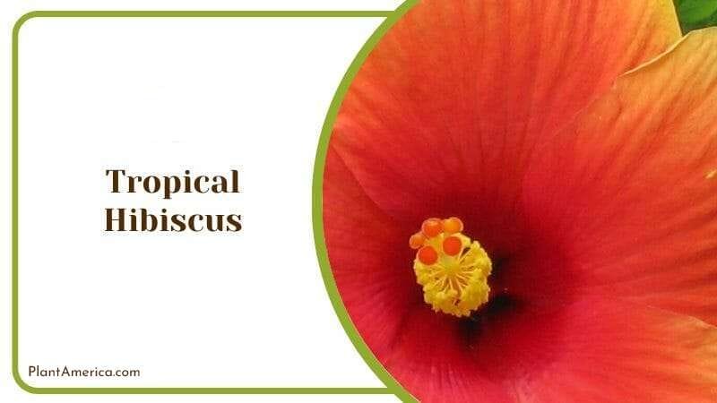 Tropical Hibiscus
