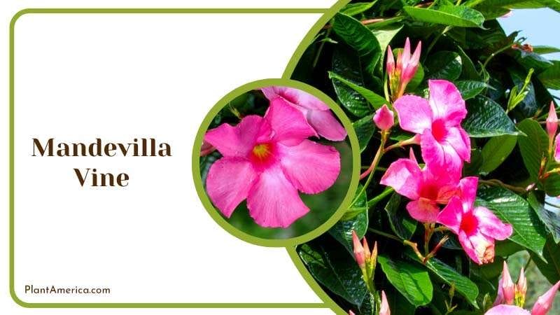 Tropical Mandevilla Vine Plant America