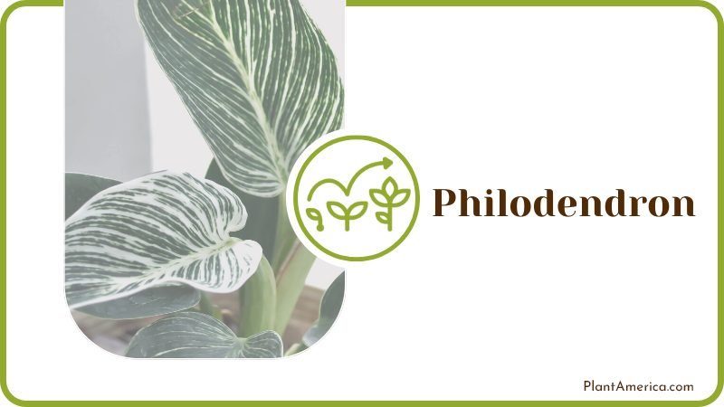 Tropical Philodendron Plant America