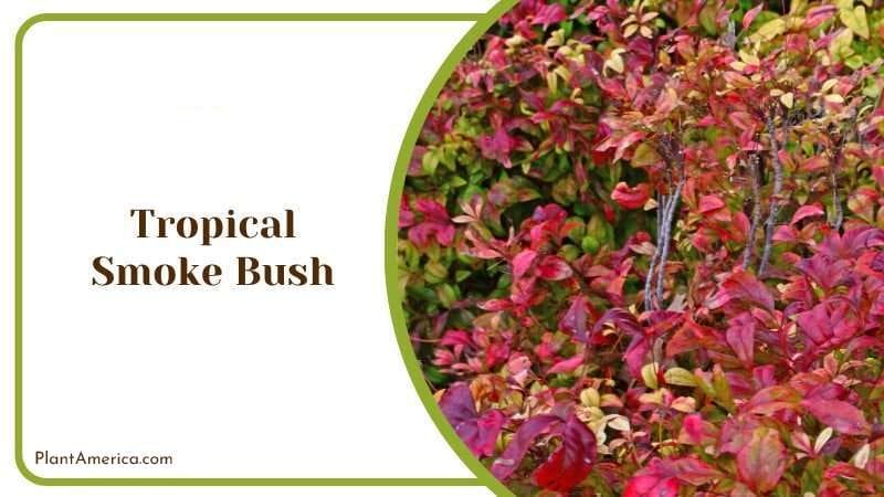 Tropical Smoke Bush PlantAmerica