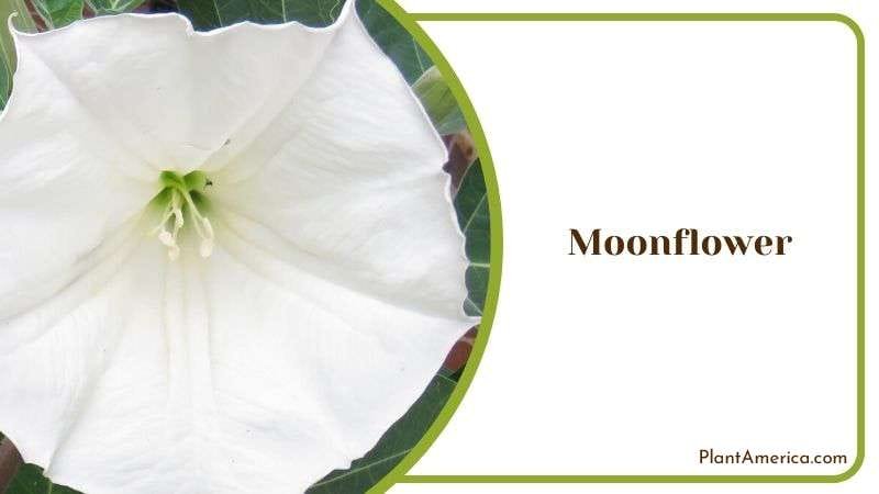 Tropical White Morning Glory Plant America Tropical White Morning Glory Plant America