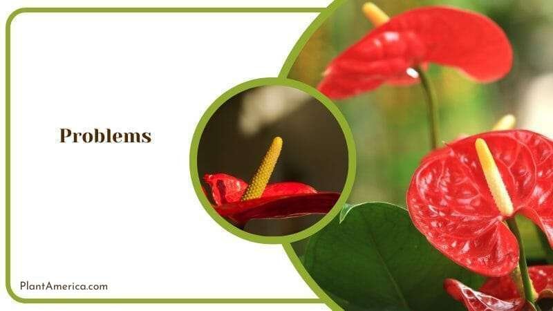 Troubles with Anthurium Salgarense ~ Plant America