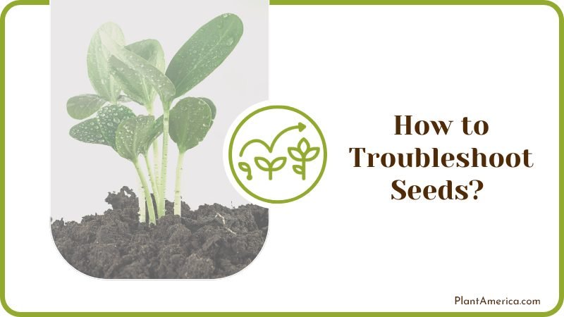 Troubleshoot Seeds Soggy Paper Plant America Troubleshoot Seeds Soggy Paper Plant America