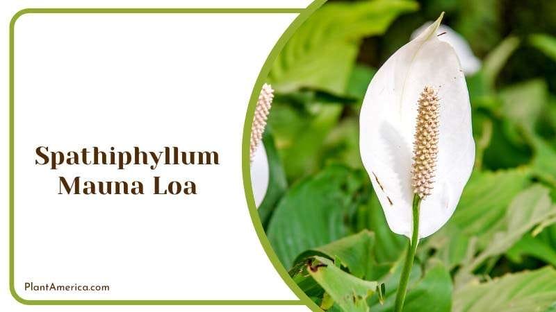 True Glossy Green Leaves Plant PlantAmerica