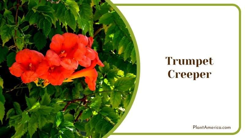 Trumpet Creeper Orange Trumpets Plant America