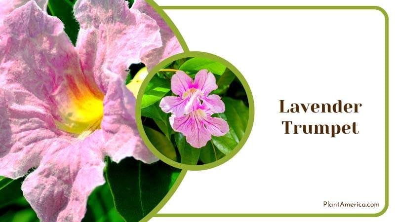 Trumpet Shaped Lavender Plant America