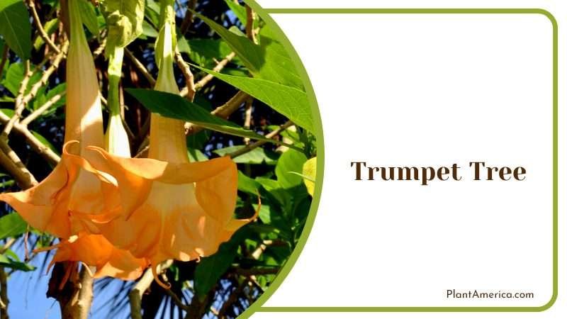 Trumpet Tree Blossoms PlantAmerica