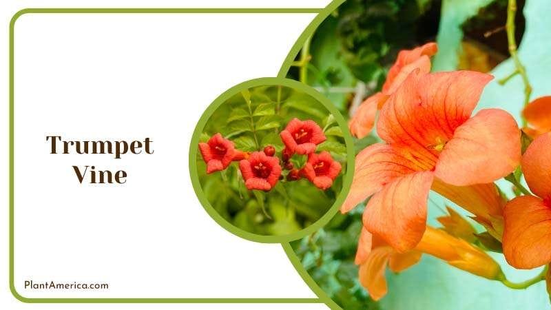 Trumpet Vine Blooms in House Plant America