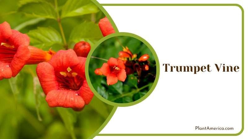 Trumpet Vine Blossoms Plant America