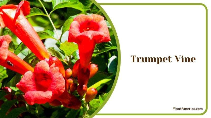 Trumpet Vine Climbs with Color Plant America Trumpet Vine Climbs with Color Plant America