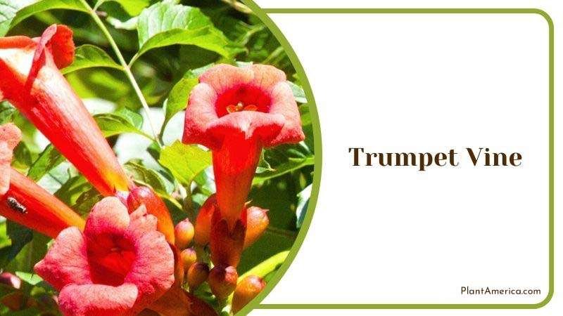 Trumpet Vine Plant America 1