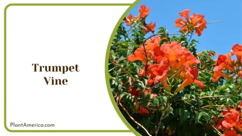 Trumpet Vine Plant America Trumpet Vine Plant America