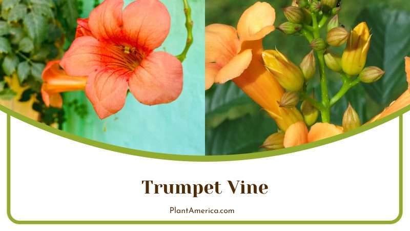 Trumpet Vine PlantAmerica