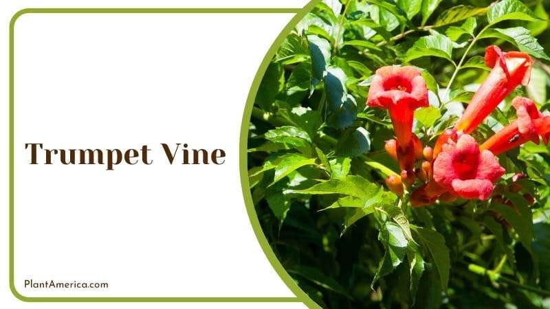 Trumpet Vine attractive to hummingbirds PlantAmerica