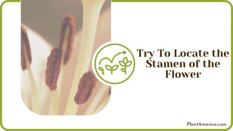 Try To Locate the Stamen of the Flower Plant America