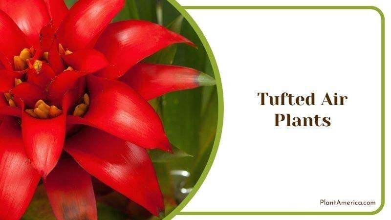 Tufted Air Plants Plant America