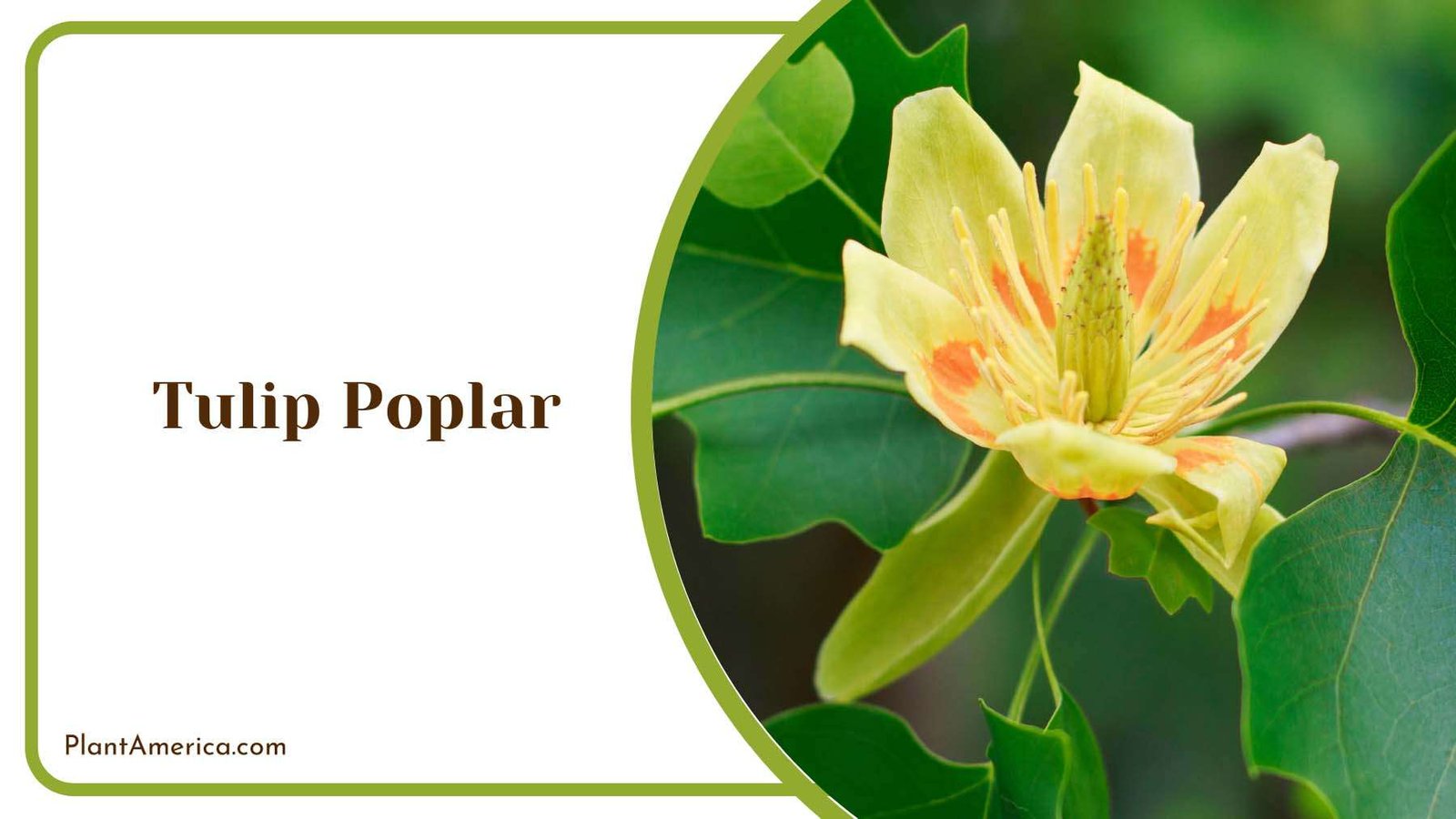 Tulip Poplar Flower Plant America Tulip Poplar Flower Plant America