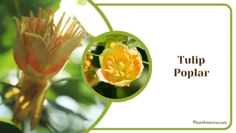 Tulip Poplar Tree with Yellow Flower Plant America Tulip Poplar Tree with Yellow Flower Plant America