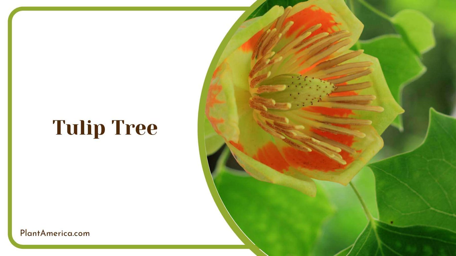 Tulip Tree Flower Is Vibrant Plant America