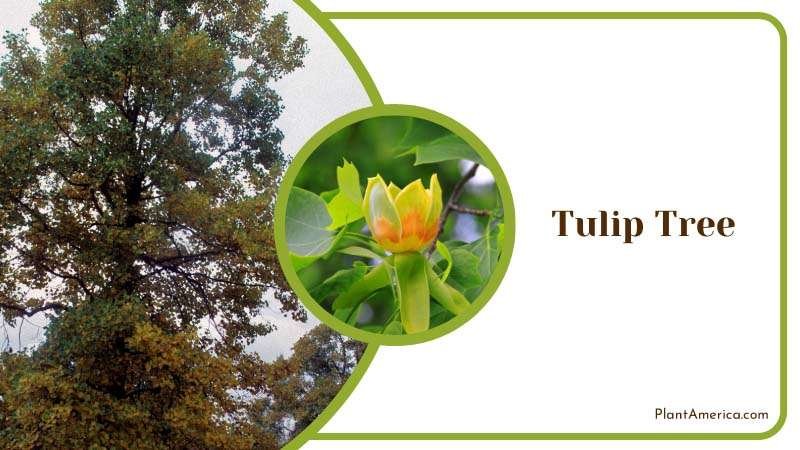 Tulip Tree is blooming tree Plant America