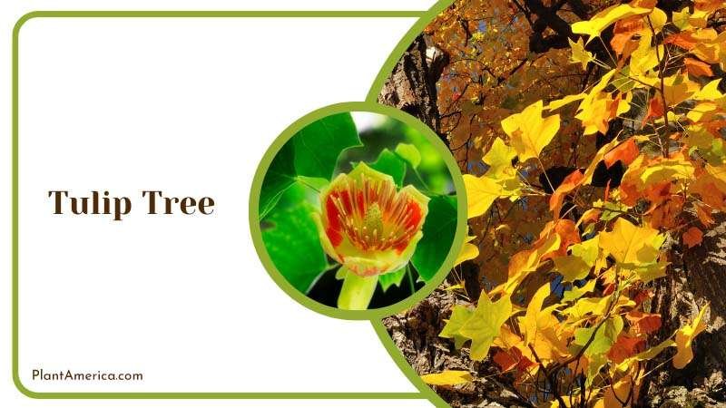 Tulip Tree with Golden Leaves Plant America
