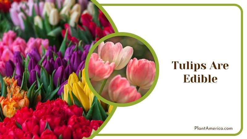 Tulips can be eaten Plant America