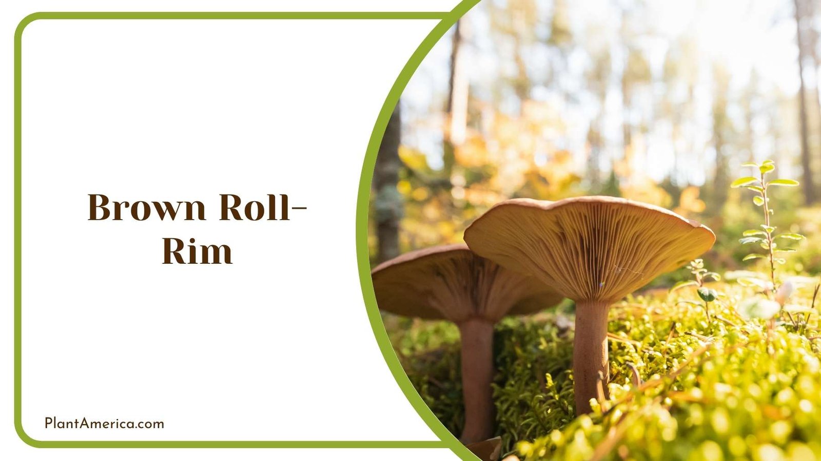 Two Brown Roll Rim Mushrooms In Jungle Plant America