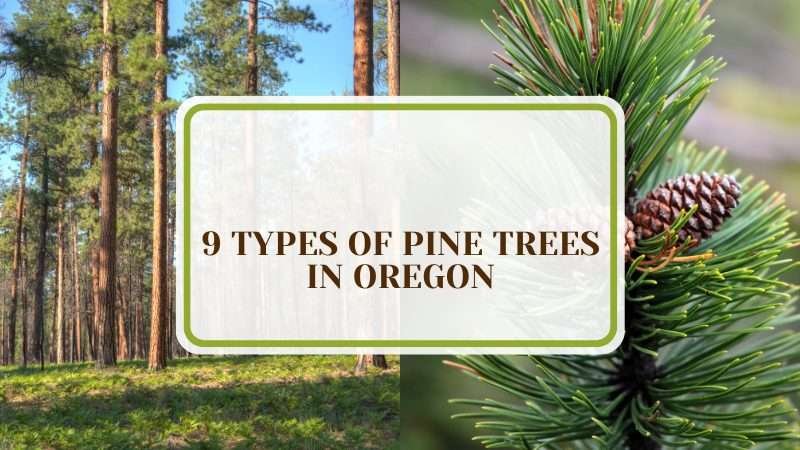 9 Types of Pine Trees in Oregon To Elevate Your Landscape - Plant America
