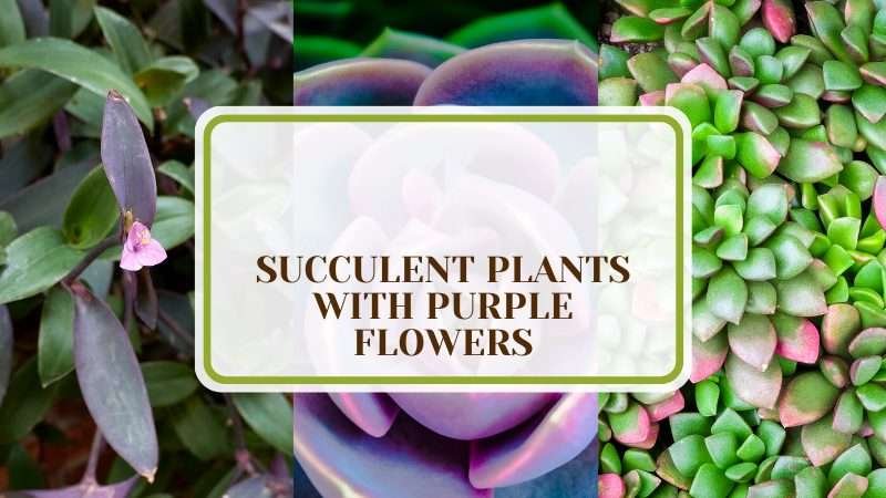 Types of Succulent Plants with Purple Flowers Plant America 18 Succulent Plants with Purple Flowers: Stunning Selections