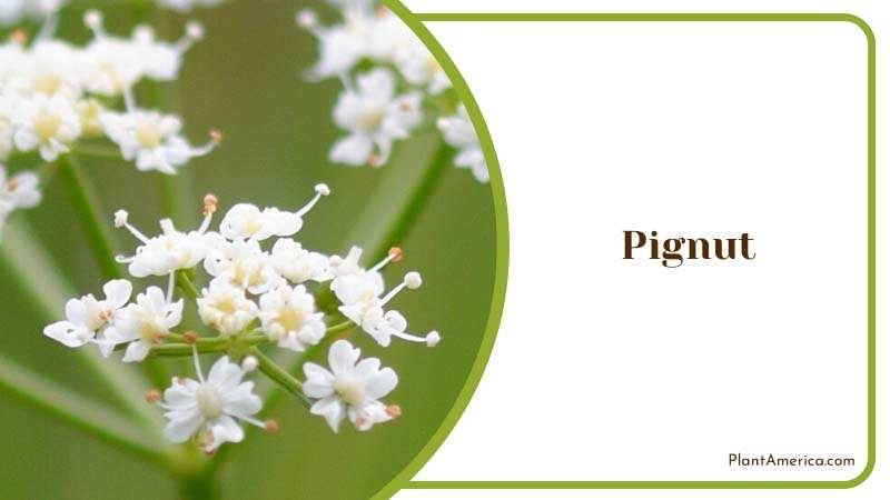 Umbel of White Pignut Flowers Plant America