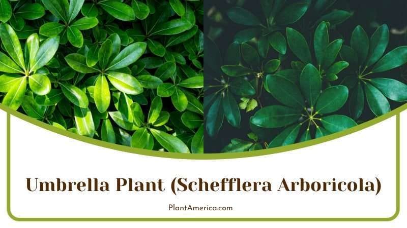 Umbrella Plant PlantAmerica