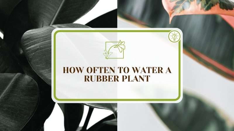 Underwatered Rubber Plant PlantAmerica Underwatered Rubber Plant: Are You Not Watering Yours Enough?