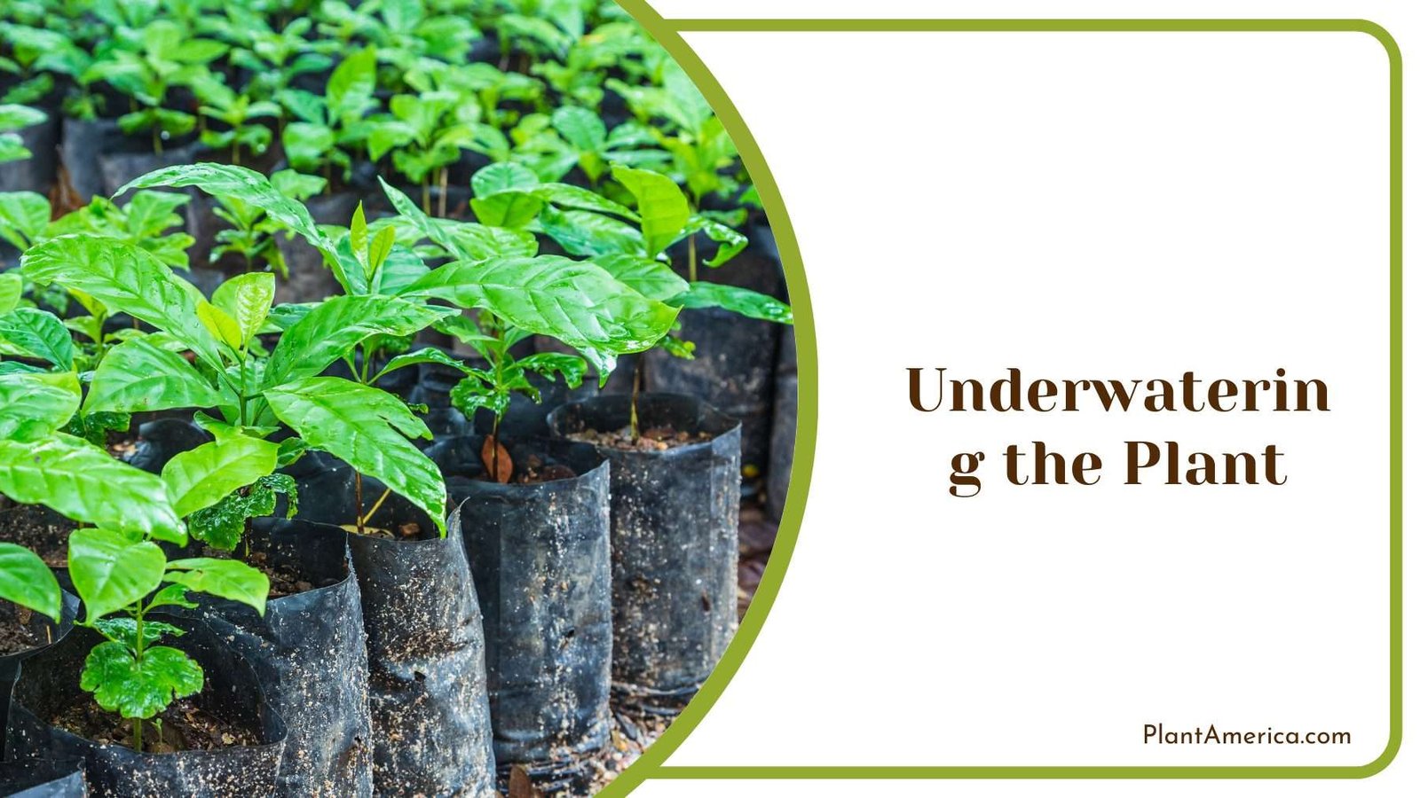 Underwatering the Plant Plant America Underwatering the Plant Plant America