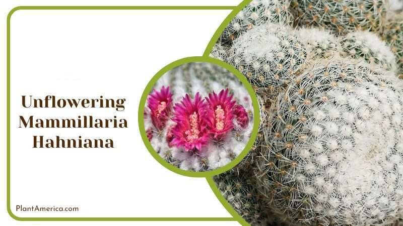 Unflowering Mammillaria Hahniana Plant America Unflowering Mammillaria Hahniana Plant America