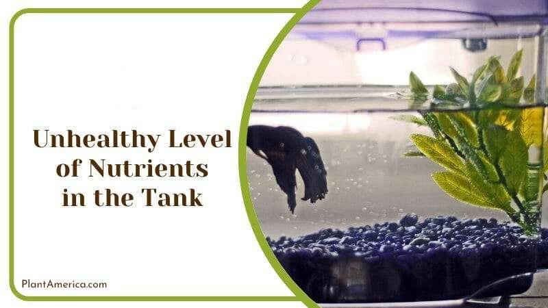 Unhealthy Level of Nutrients Plant America