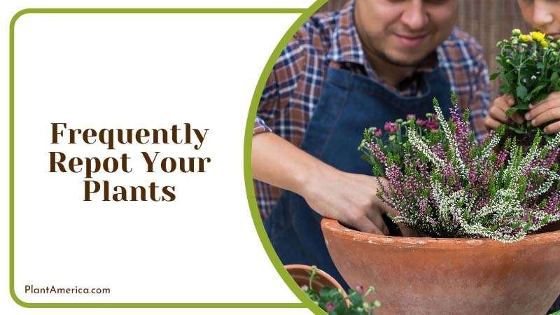 Unhealthy to Frequently Repot Your Plants Plant America Unhealthy to Frequently Repot Your Plants Plant America