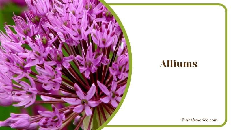 Unique Allium Flowers Addition PlantAmerica