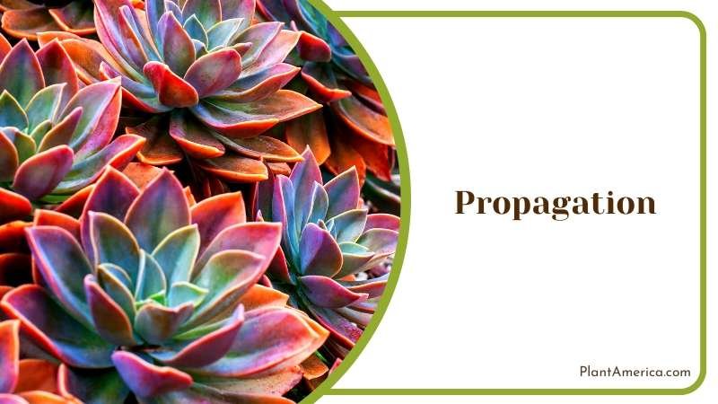 Unique Appearance of Echeveria Plant America