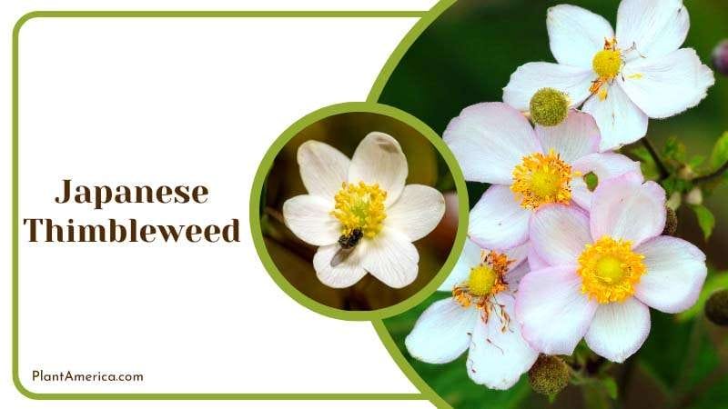 Unique Attraction of Japanese Thimbleweed Plant America