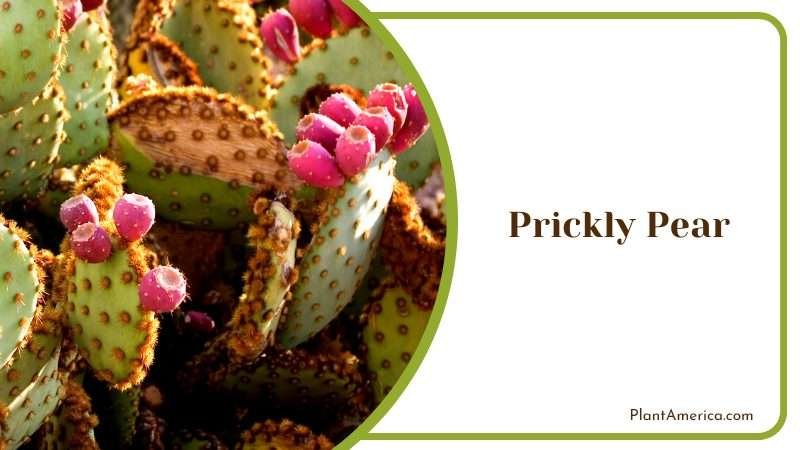 Unique Cactus with Edible Fruits Plant America