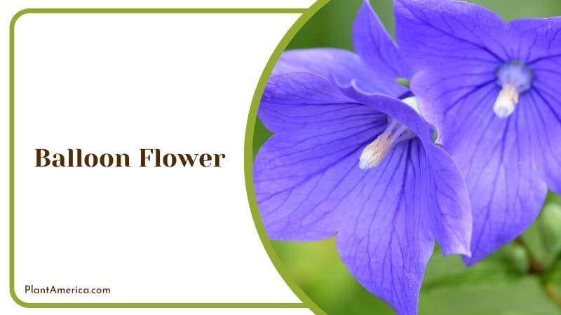 Unique Charm of Balloon Flower Plant America Unique Charm of Balloon Flower Plant America