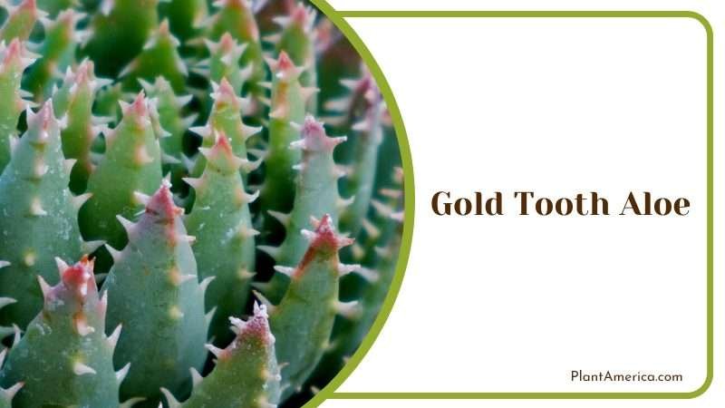 Unique Gold Tooth Aloe Plant Plant America