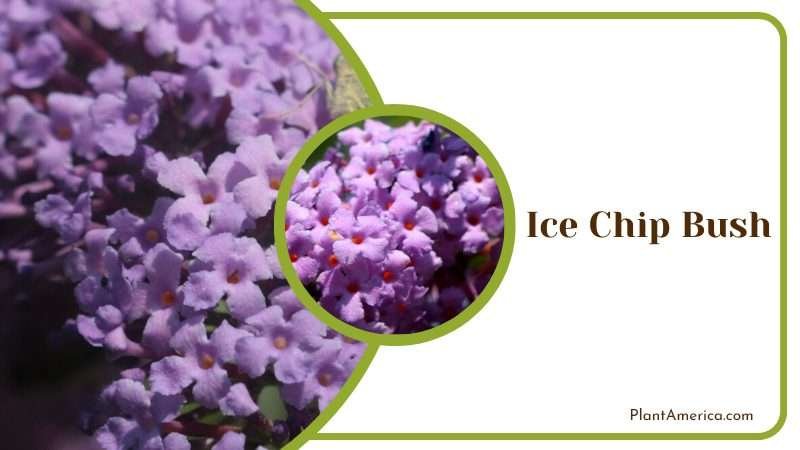 Unique Ice Chip Bush Plant America