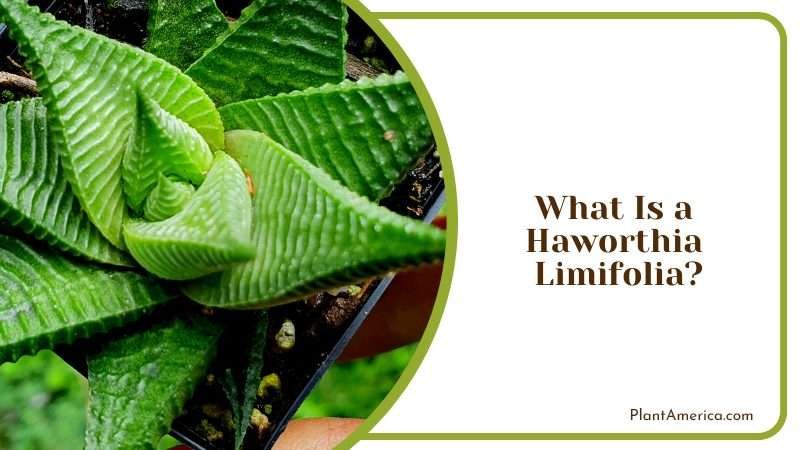 Unique Look of Succulent Plant Plant America