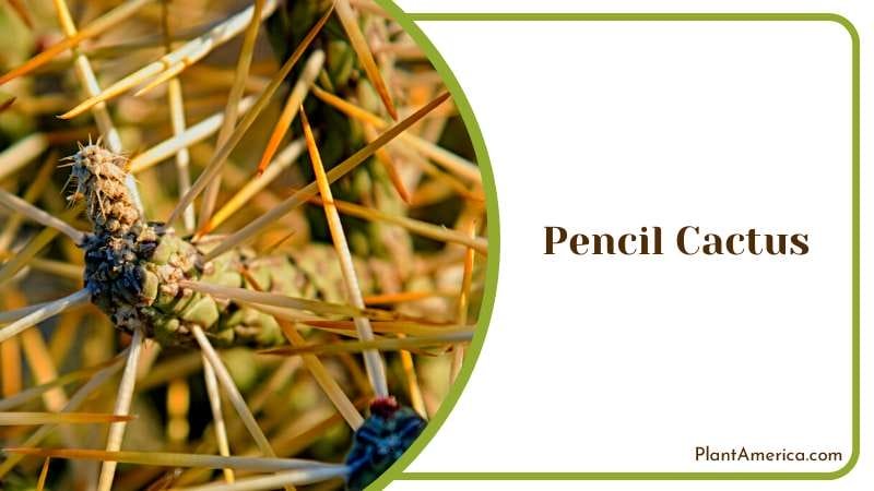 Unique Pencil Cactus Plant Plant America