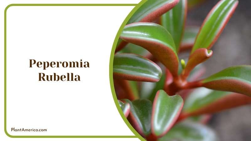 Unique Peperomia Rubella Plant Plant America