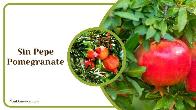 Unique Sin Pepe Pomegranate Plant America